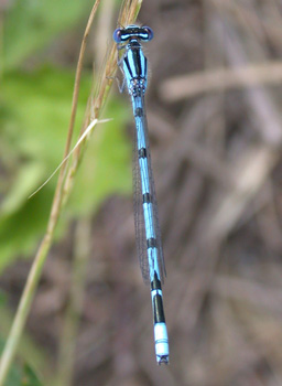 Atlantic Bluet Atlantic Bluet